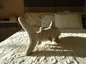 Ark Toys Shark. Uploaded by Mike-Bell